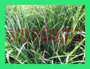 dhub grass